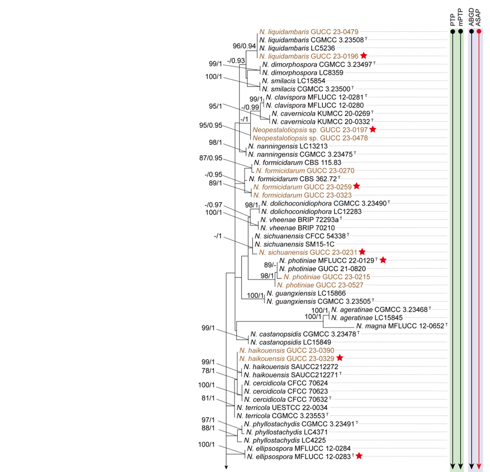 Genome-scale phylogenetics and integrative species delimitation to clarify taxonomic boundaries in pestalotiopsis-like fungi
